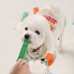 농심 반려다움 영양제 관절/눈/프로바이오틱스 3종 SET : 반려다움