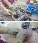 통영 반건조 우럭 4미 (1kg)내외 국내산 반건조 통우럭 구이 매운탕 조림 : 바다앤바다