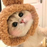 재미있는 고양이 모자 곰 봉제 머리 커버, 귀여운 강아지 짠 따뜻한 장식, 애완 동물 새끼 코스프레 코스튬 액세서리 : 애견용사