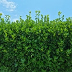 사철나무 묘목 1m 1.2m 10주 가드닝 울타리나 생울타리 사계절 푸른나무 서울농원 : 서울 농원