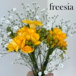 프리지아 생화택배 꽃배달싼곳 후리지아 10줄기 20줄기 셀프웨딩 부케 꽃다발 아미치플라워 : 아미치 플라워