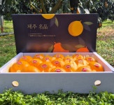 3대 가업의 자부심 제주 청년농부 고당도 선별 천혜향 (실중량: 3kg, 5kg) : 나뚜라리농원