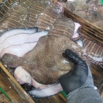 평화호 자연산 제철 잡어 10마리전후 3kg 생선구이용 매운탕용 : 평화호