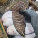 평화호 자연산 제철 잡어 10마리전후 3kg 생선구이용 매운탕용 : 평화호