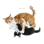 [지니콩] 반려동물(강아지,고양이) 정밀초상화 : 지니콩