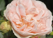 봄바람가든 독일장미 마티아스클라우드어스 개화주  꼼꼼한포장 정원용장미 관목 : 봄바람가든