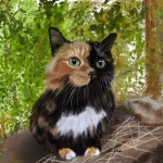 고양이노트…80마리 고양이의 신비로운 매력이 담긴 고양이 노트 : 덩달이네 모모