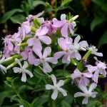 비누풀 : 합천 초록원