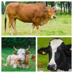 브러쉬 브러시 긁게 청소솔 우사 칫솔모 원통형 목장용 소등긁개 양돈 : 제이바이온