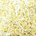 품질보장/곱슬이콩나물 3.5kg 콩나물 업소용 국산 식당 콩나물/무료배송 : 조가네음료
