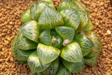 하월시아 골든펠리스-01-20-No.R53 : 지양 하월시아 전문점