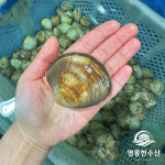 백합조개 돌백합 백상합 조개찜 구이 캠핑 국물요리 1kg : 영롱한수산