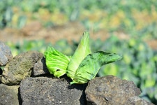 하루제주 양배추즙 : 지복상회