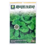 네잎클로버 씨앗 네잎클로버 재배 키우기 20g : 우리드리마트