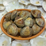 백합조개 돌백합 백상합 조개찜 구이 캠핑 국물요리 1kg : 영롱한수산