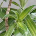 [내추럴그린/동일품배송] 드라세나 자마이카+유약 줄무늬 화분set : NATURAL GREEN