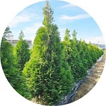에메랄드그린/측백나무/Thuja occidentalis Emerald Green/1.8m/울타리수종 : 행복한정원