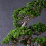 명품 향나무 분재 대표님 회의실 화분 : 도나랑