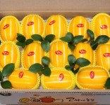 성주 꿀 참외 고당도 가정용 특품 선물용 못난이 3kg 5kg : 고 씨네농장