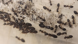 이토왕개미 대군체2분양 : 보부상의 개미상점