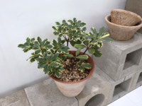 [ 섭외문의 ] 무늬 만리향 소형 : 킨가드너스