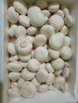 식자재용/못난이/찌글이/B품양송이 버섯 2kg : 부여금백양송이농장