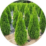 에메랄드그린 측백나무 Thuja occidentalisEmerald Green 1.5m 울타리수종 조경수 : 빈의 정원