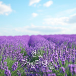고창 라벤더축제 허브농장 당일 (5-6월) 옥정호 출렁다리 온빛자연휴양림 황금나무와여행친구들 : 황금나무와 여행친구들