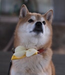 [ 하이코이누 ] 나비가 앉은듯 노랗고 예쁜 개나리본 / 애견 악세사리 / 봄 강아지 목꾸템 : 하이코이누