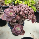 [수암다육] 수연 철화 단품 Echeveria Suyon f. cristata 다육 아프리카식물 다육식물 수입다육 플랜테리어 321 : 수암다육농장