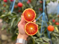 제주 레드 블러드 오렌지 3kg 5kg 산지직송 붉은과육 피 모로 타로코 : 제주올팜