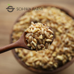 2025년 국산 호라산밀 1kg : 소화농장