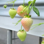 하얀 딸기 신데렐라딸기 만년설같은 흰딸기 제철과일 선물세트 : 허니스윗팜