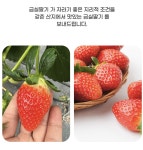 계절미식 겨울체절과일 설향 금실 딸기 380g : 다운상회