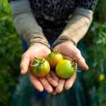 [생산자 직접판매] 짭짤이 대저토마토 대성농장 : 대성농장 대저토마토