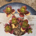 다육이초보자 세트 5종 : 경산다육농장