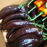 트리벨리파프리카 바나나파프리카 롱파프리카 팔레르모 1kg, 1개 : 금성농산