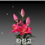 봄꽃 백합구근모음 여름꽃 정원꽃 실내화초 희귀백합 저온처리 거실화분 4EA : 태안농산물 다참