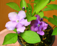 야영화쟈스민(보라꽃을으로 피여 하양꽃으로지는 진한향기꽃) : 러브플라워