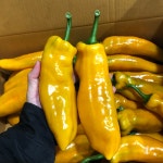 트리벨리파프리카 바나나파프리카 롱파프리카 팔레르모 1kg, 1개 : 금성농산
