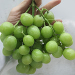 직수입 아삭 달콤 씨없는 고당도 청포도 900g 1.8kg 팀슨 스윗글로브 등 : 썬리지
