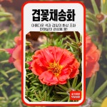 겹꽃채송화 씨앗 1000립 세계종묘 화훼 꽃씨앗 씨 종자 모종 꽃씨 야생화 일반종 겹잎 : 슬기로운농약사
