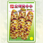 오색옥수수 씨앗 찰옥수수 종자 100립 : 팜앤리빙