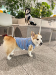 쵸피 파스칼 강아지 티셔츠 (XS~2XL) : Choppy