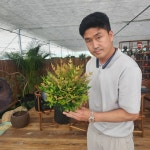 남천 15cm 화분묘 관상수 조경수 특묘 대림묘목농원 : JB가든센터