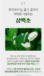 국산 삼백초 차 삼백초잎차 효능 삼각티백 건조 삼백초 원물 50개 : 하루메디