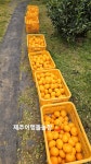 고당도 천혜향 가정용 천혜향 선물용 3kg 5kg 10kg : 제주 어멍똘농장- 착한농부