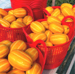 참외 성주 못난이 고당도 꿀참외 선물용 꼬마 가정용 직판장 농장 2kg 3kg 5kg : 산지이야기