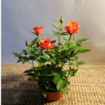 명품 주황장미 소품 : 범수농장