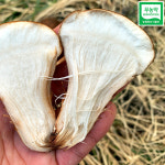 품질좋은 산지직송 무농약 생 참송이버섯 가정용 수확 균상재배 500g, 1개 : 프레쉬퍼